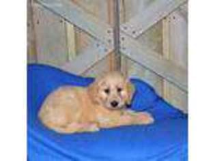 Goldendoodle Puppy for sale in Ponchatoula, LA, USA