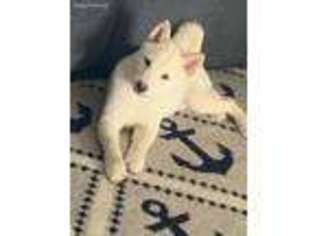 Shiba Inu Puppy for sale in Philadelphia, PA, USA