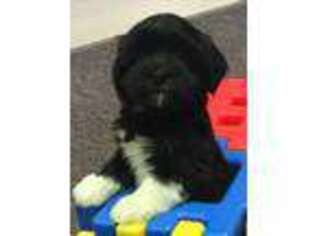 Havanese Puppy for sale in Gettysburg, PA, USA