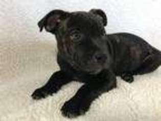 Staffordshire Bull Terrier Puppy for sale in Tempe, AZ, USA