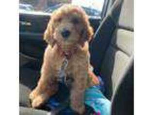 Labradoodle Puppy for sale in Joliet, IL, USA