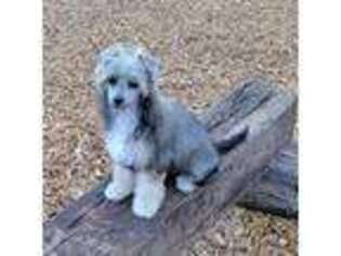 Chinese Crested Puppy for sale in Bly, OR, USA