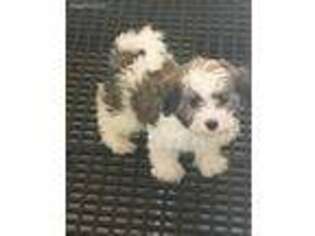 Havanese Puppy for sale in Manorville, NY, USA