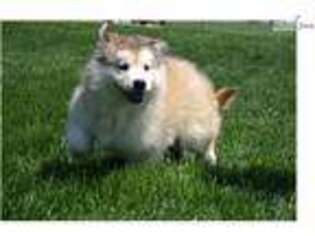 Alaskan Malamute Puppy for sale in Fort Wayne, IN, USA