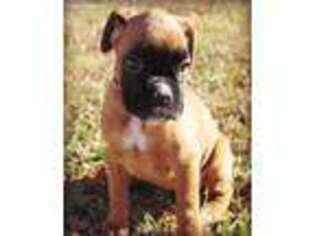 Boxer Puppy for sale in Liberal, MO, USA
