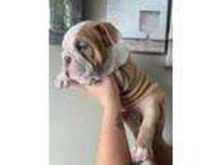 Bulldog Puppy for sale in Zimmerman, MN, USA