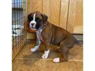 Boxer Puppy for sale in Rochester, WA, USA