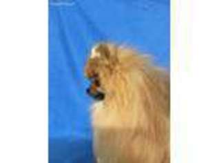 Pomeranian Puppy for sale in Snowville, UT, USA