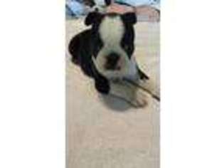 Boston Terrier Puppy for sale in Winterset, IA, USA