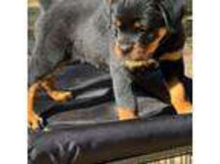 Rottweiler Puppy for sale in Florence, SC, USA