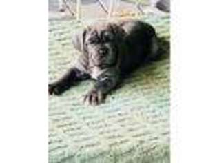 Neapolitan Mastiff Puppy for sale in Ellicottville, NY, USA