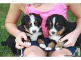 Bernese Mountain Dog Puppy for sale in MEYERSDALE, PA, USA