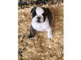 Bulldog Puppy for sale in Gays Mills, WI, USA