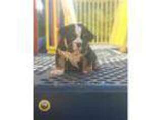 Bulldog Puppy for sale in Springville, NY, USA