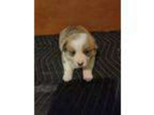 Pembroke Welsh Corgi Puppy for sale in Madera, CA, USA