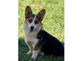 Pembroke Welsh Corgi Puppy for sale in Grass Valley, CA, USA