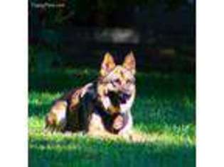 German Shepherd Dog Puppy for sale in Mcdonough, GA, USA