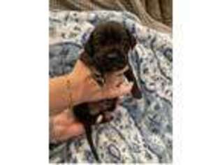 Great Dane Puppy for sale in Frederick, MD, USA