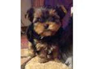 Yorkshire Terrier Puppy for sale in CARNATION, WA, USA