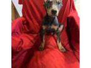Doberman Pinscher Puppy for sale in Hollister, MO, USA