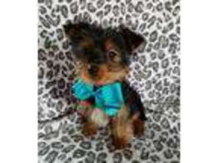 Yorkshire Terrier Puppy for sale in Lovington, IL, USA