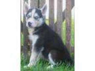 Siberian Husky Puppy for sale in Greenville, OH, USA