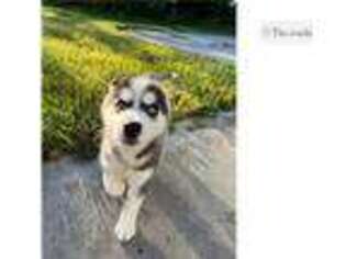 Siberian Husky Puppy for sale in Battle Creek, MI, USA