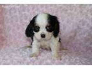 Cavalier King Charles Spaniel Puppy for sale in Plymouth, UT, USA