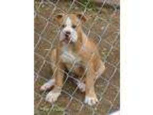 American Bulldog Puppy for sale in Opelika, AL, USA