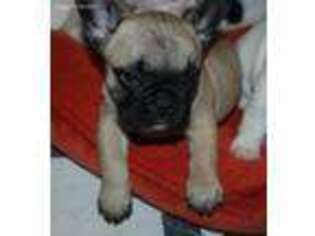 French Bulldog Puppy for sale in Gainesville, GA, USA