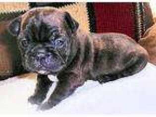 French Bulldog Puppy for sale in Richland Center, WI, USA