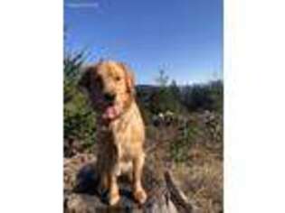 Golden Retriever Puppy for sale in Vancouver, WA, USA