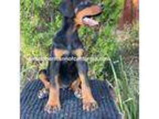 Doberman Pinscher Puppy for sale in Modesto, CA, USA