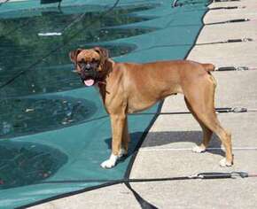 Boxer Puppy for sale in Picayune, MS, USA