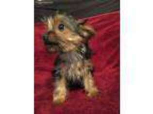Yorkshire Terrier Puppy for sale in Broken Arrow, OK, USA