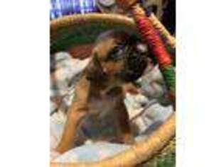 Boxer Puppy for sale in Gaston, OR, USA