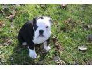 Olde English Bulldogge Puppy for sale in Ravena, NY, USA