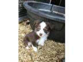 Miniature Australian Shepherd Puppy for sale in Griffin, GA, USA