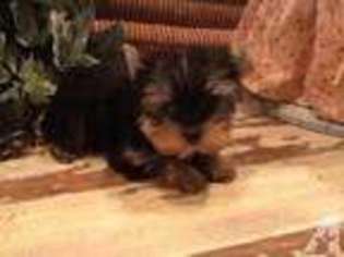 Yorkshire Terrier Puppy for sale in CARROLLTON, TX, USA