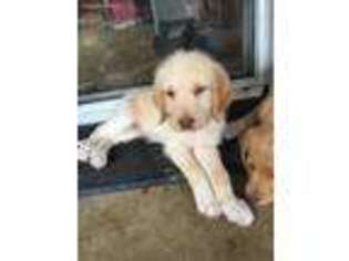 Labradoodle Puppy for sale in Findlay, OH, USA