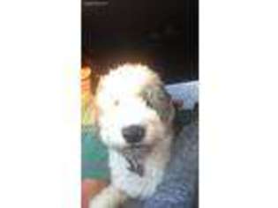 Old English Sheepdog Puppy for sale in Talihina, OK, USA