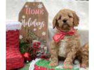 Cavapoo Puppy for sale in Drumore, PA, USA