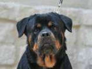 Rottweiler Puppy for sale in Wrightstown, NJ, USA