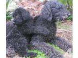 Labradoodle Puppy for sale in CARLSBAD, CA, USA