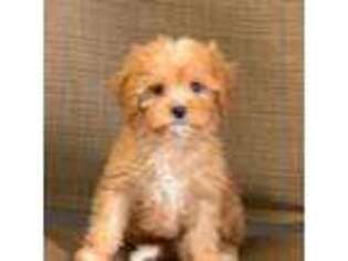 Cavapoo Puppy for sale in Sawyer, OK, USA