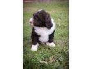Labradoodle Puppy for sale in Holmesville, OH, USA