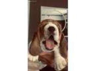 Basset Hound Puppy for sale in Walnut, MS, USA