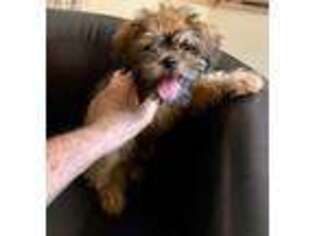 Brussels Griffon Puppy for sale in Eagle Point, OR, USA