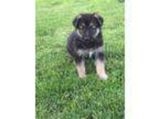 German Shepherd Dog Puppy for sale in Ruffs Dale, PA, USA