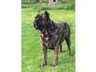 Cane Corso Puppy for sale in Lisbon, OH, USA